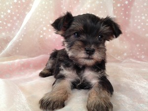 Male Snorkie Puppy #20 Born 10-12-12,Ready Christmas Or December 2012|Shipping for Baltimore Maryland and Boston Massachusetts only $150